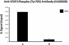 A16002B_GoChIP_STAT3_Phosph_Antibody_1_091117