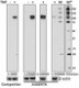 A16047A_PURE_CD106_VCAM-1_Antibody_062017