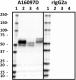 A16097D_Biotin_Tau419-433_Antibody_1_092418