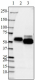 A16097E_HRp_Tau425-441_Antibody_1_041918