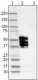 A16103A_HRP_Tau1-223_Antibody_1_051818