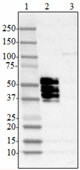 A16103A_HRP_Tau1-223_Antibody_1_051818