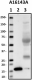 A16143A_Pure_Transthyretin_Antibody_1_102418