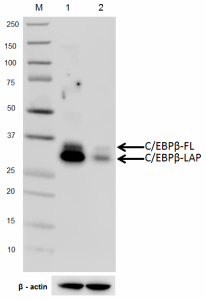 A16_PURE_CslashEBP_Antibody_WB_062618