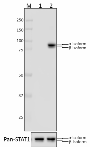 A17012A_PURE_STAT1_Antibody_1_WB_020918