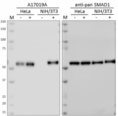 A17019A_Purified_SMAD1-PhosphoslashSMAD9-Phospho_Antibody_021919.png