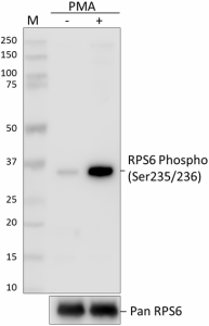 A17020B_Pure_RPS6-Phospho_Antibody_1_071318