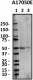 A17050E_Pure_Dopamine-Receptor-D1_Antibody_2_110818