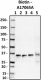 A17065A_Biotin_ApoE154-162_Antibody_1_100818