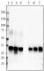 A17065A_Pure_ApoE154-163_Antibody_1_041018