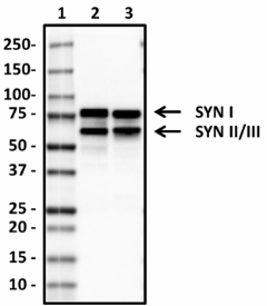 1-A17080A_Biotin_Synapsin_Antibody_WB_3_020419.png