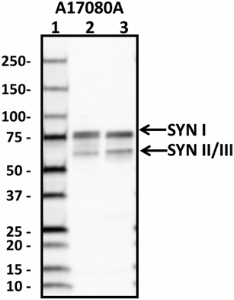 A17080A_HRP_Synapsin_Antibody_010319