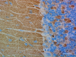 3-A17080A_PURE_Synapsin_Antibody_IHC-P_2_072018.png