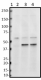 A17123A_PURE_TOMM40_Antibody_07202018