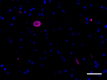 A17183A_Purified_alpha-Synuclein_4_123119