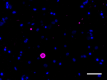 A17183B_Biotin_alpha-Synuclein-aggregated_Antibody_1_032620.png
