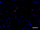 A17183B_Biotin_alpha-Synuclein-aggregated_Antibody_2_032620.png