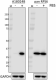 A18024B_PURE_RPS6-Phospho_Antibody_2_093019