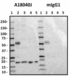A18040J_Purified_Cofilin-1_Antibody_1_051019.png