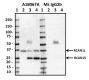 A18067A_PURE_RCAN1_Antibody_070219.png