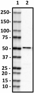 A18069B_HRP_RBFOX1_Antibody_1_100219