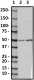 A18069B_HRP_RBFOX1_Antibody_2_100219