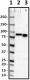 A18118A_Pure_Ubiquilin-2_Antibody_1_062719