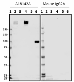 1_A18142A_PURE_beta-Amyloid_aggregated_Antibody_1_040220_updated.png