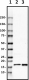 A18196A_PURE_UBE2V1_Antibody_2_012820