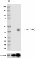 A19012A-R-C_PURE_Jun-phospho_Antibody_2_051222