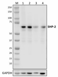 A20016A_PURE_SHP-2_Antibody_091421.png