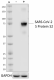 A20085C_PURE_SARS-CoV-2_S_Protein_S2_Antibody_1_111220