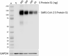 A20103H_PURE_SARS-CoV-2-S-Protein-S1_Antibody_1_120920