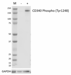 A22018C_PURE_CD340_Antibody_062123