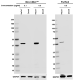 A53-BslashA2_HRP_cytokeratin19_Antibody_051018