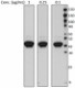 A53-BslashA2_PURE_cytokeratin19_Antibody_1_WB_082316