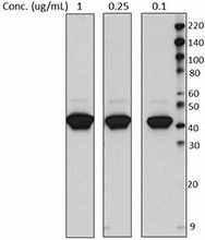 A53-BslashA2_PURE_cytokeratin19_Antibody_1_WB_082316