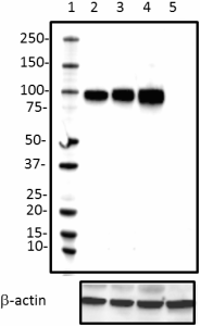 B11F7_Pure_MAG_Antibody_1_082718
