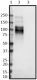 B11F7_Pure_MAG_Antibody_2_082718