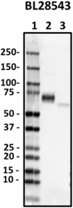 BL28543_Pure_GGT1_Antibody_1_111218