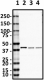 BL28595_Pure_Inhibin-a_Antibody_040519
