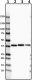 BL28596_Purified_a-1-Acid-Glycoprotein_Antibody_1_052119
