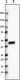 BL28632_Purified_HPR_Antibody_1_062519