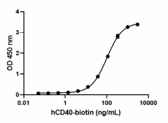 Biotinylated_Recom_Human_CD40_TNFRSF5-Fc_Chimera_CF_1_012521