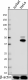 C-11_cytokeratin_panreactive_antibody_1_031919
