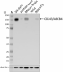 c-C219_PURE_CD243-ABCB4_Antibody_3_031820