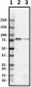 CPTC-FAF1-1_PURE_FAF1_Antibody_1_120219