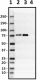 CPTC-FAF1-1_PURE_FAF1_Antibody_2_120219