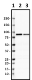 CPTC-Gelsolin-2_HRP_Gelsolin_Antibody_1_01072.png
