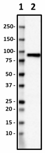 CPTC-Gelsolin-2_PURE_Gelsolin_Antibody_1_062719.png